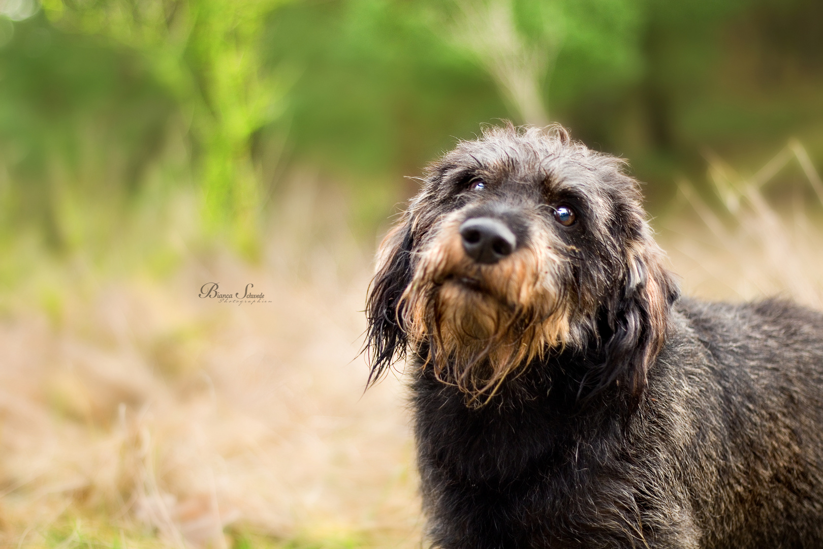 • Edgar the dachshund •