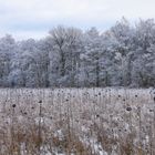 edge of a field with sunflowers left standing after a frosty winter night