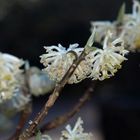 Edgeworthia