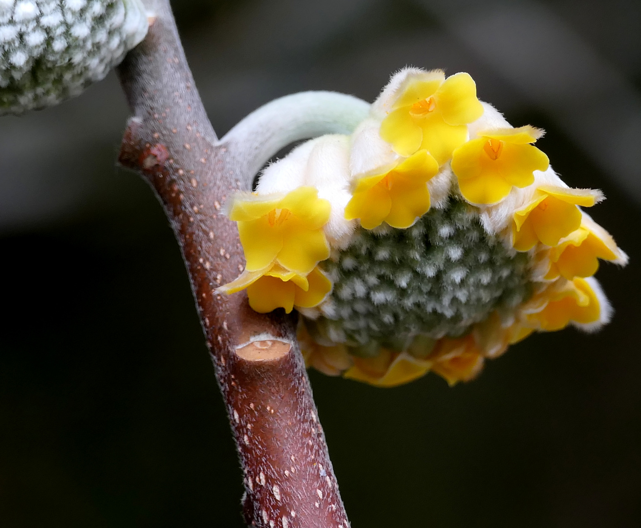 Edgeworthia chrysantha Blütenstand