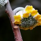 Edgeworthia chrysantha Blütenstand