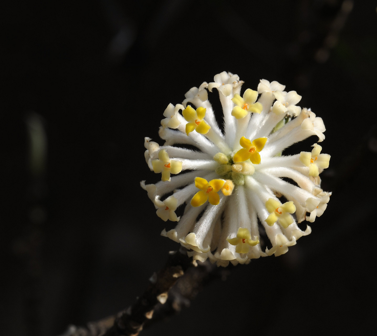 edgeworthia papyrifera