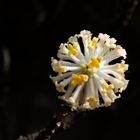 edgeworthia papyrifera