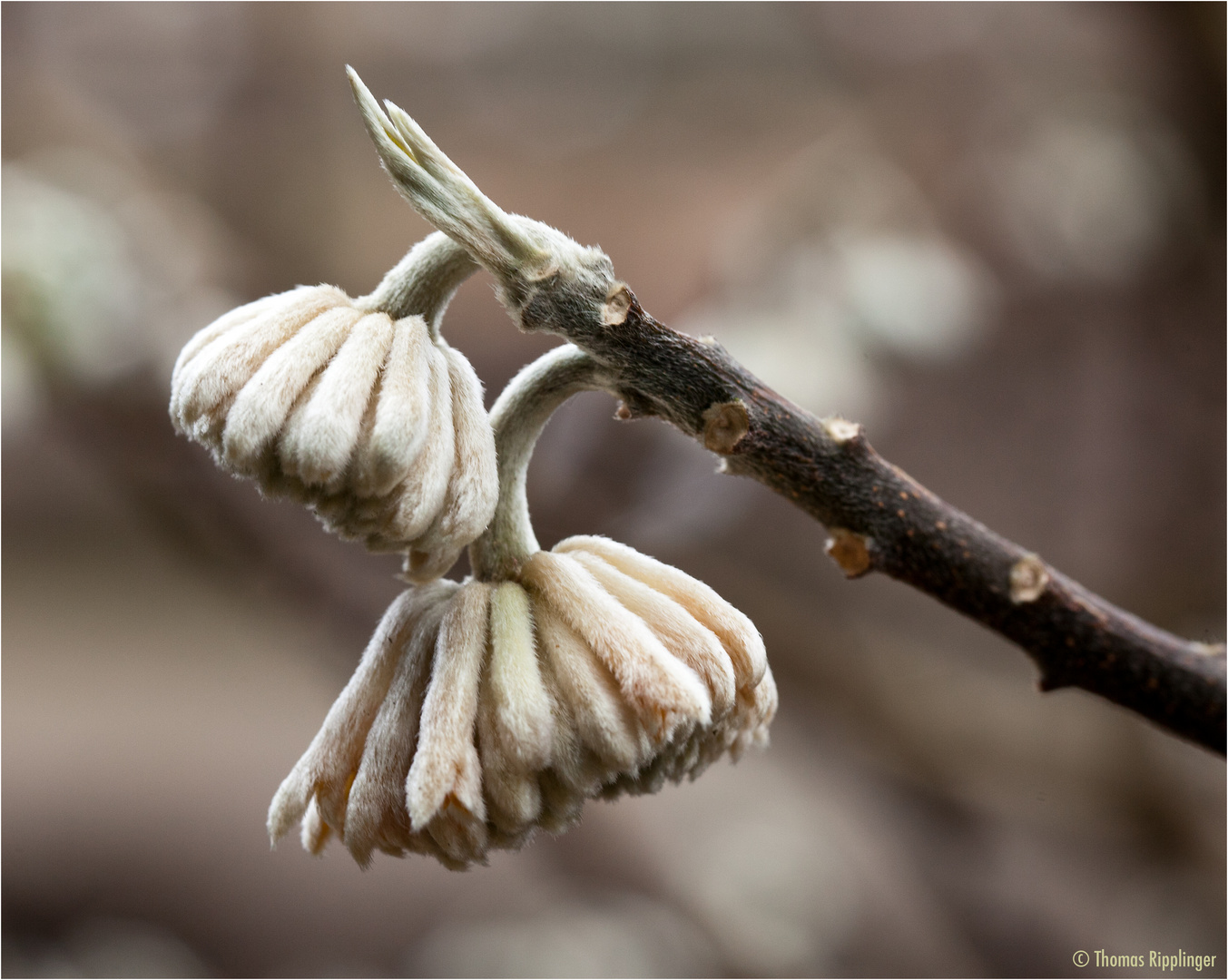 Edgeworthia papyrifera Foto & Bild pflanzen, pilze & flechten, blüten