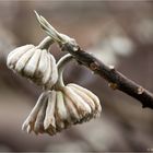 Edgeworthia papyrifera