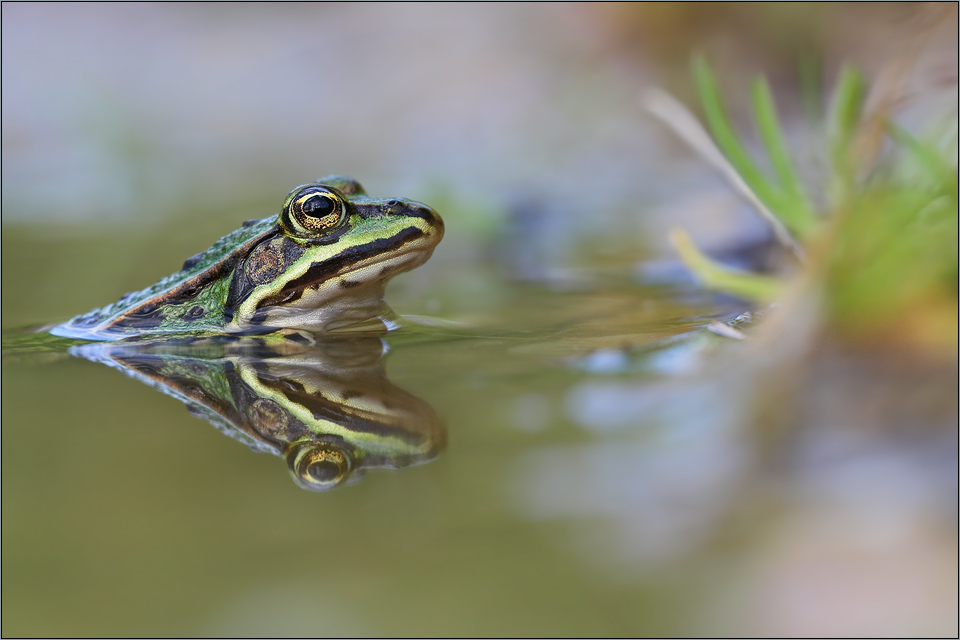 Edible Frog