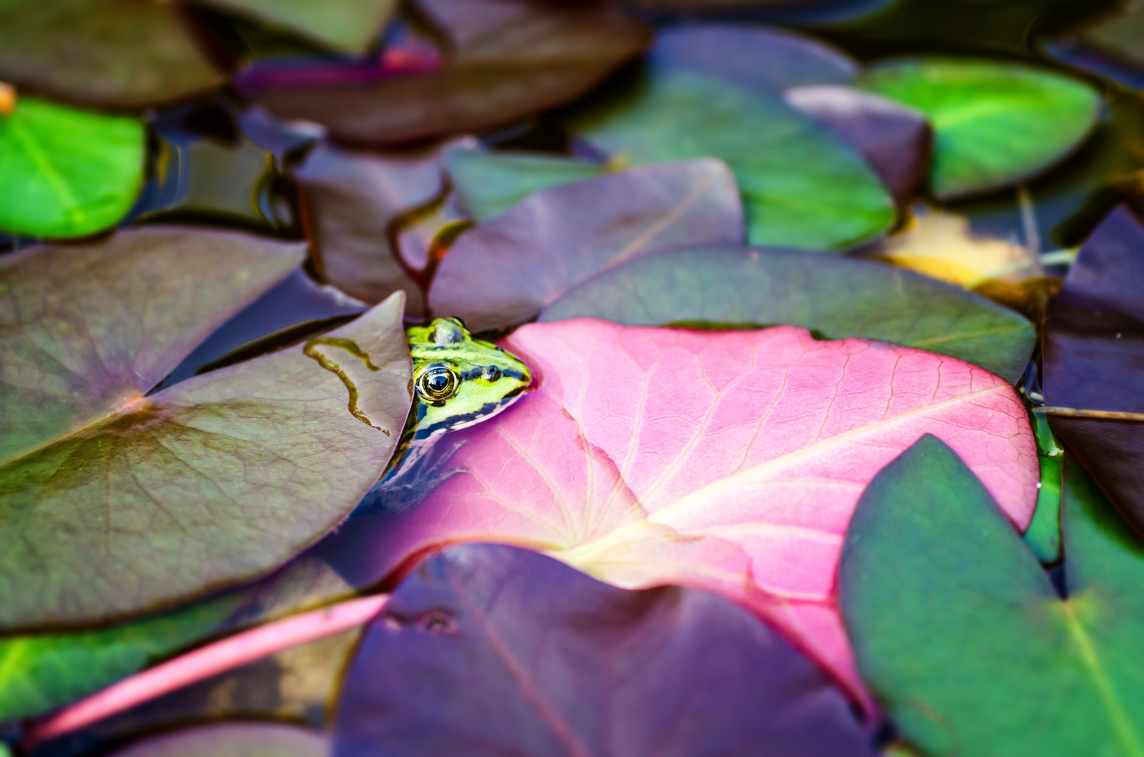 Edible Frog