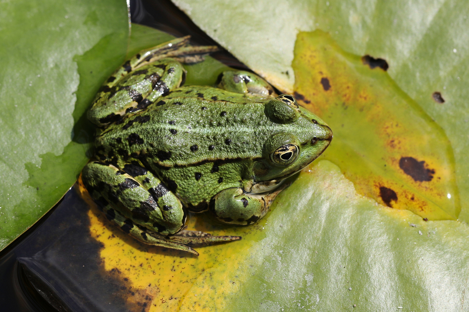 Edible Frog - Pelophylax kl. Esculentus