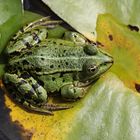 Edible Frog - Pelophylax kl. Esculentus