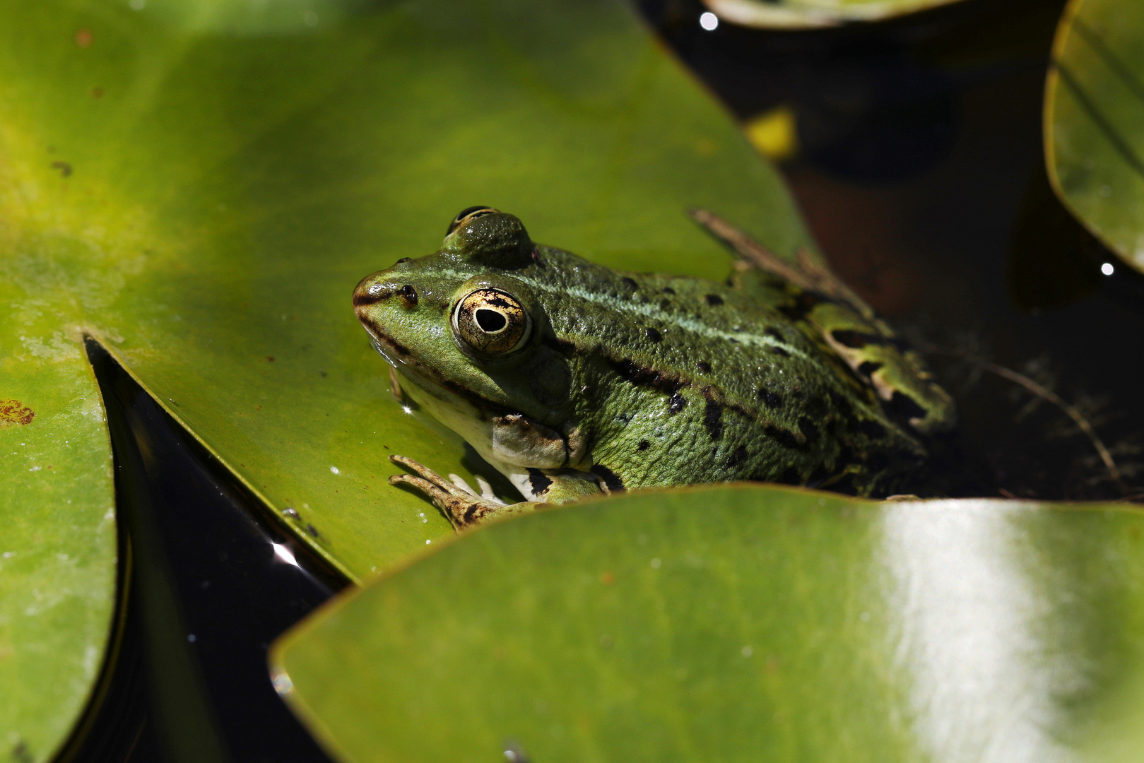 Edible Frog - Pelophylax kl. esculentus