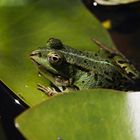 Edible Frog - Pelophylax kl. esculentus