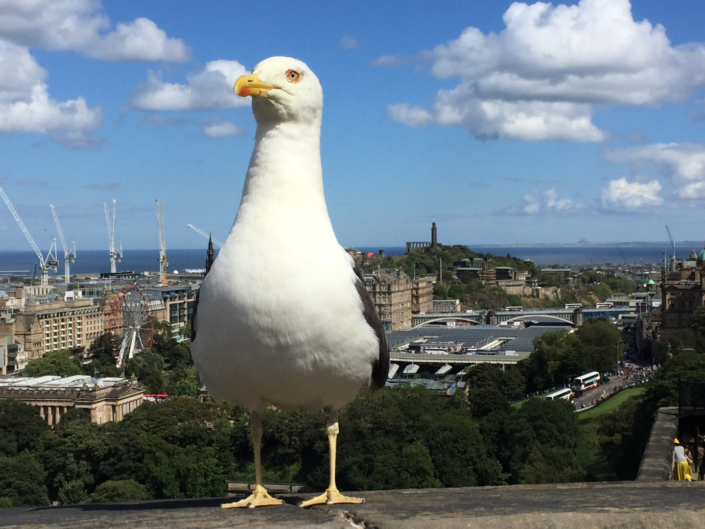 Edinburgh Möwe