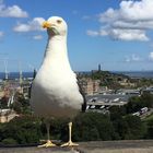 Edinburgh Möwe