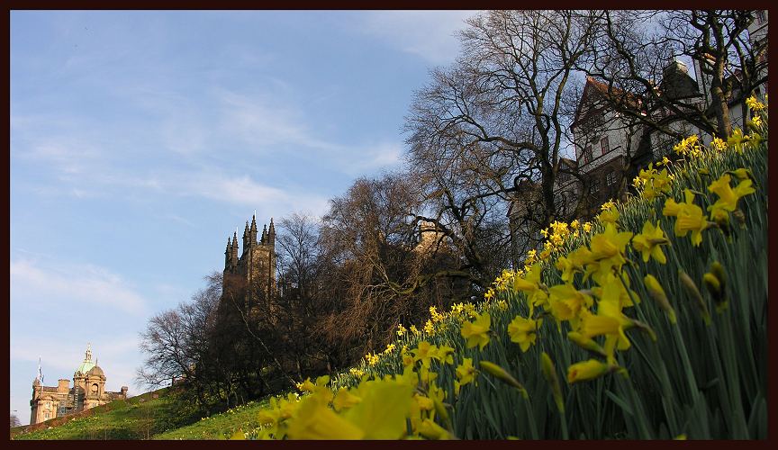 Edinburgh - Osterglocken am Burgberg