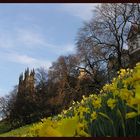 Edinburgh - Osterglocken am Burgberg