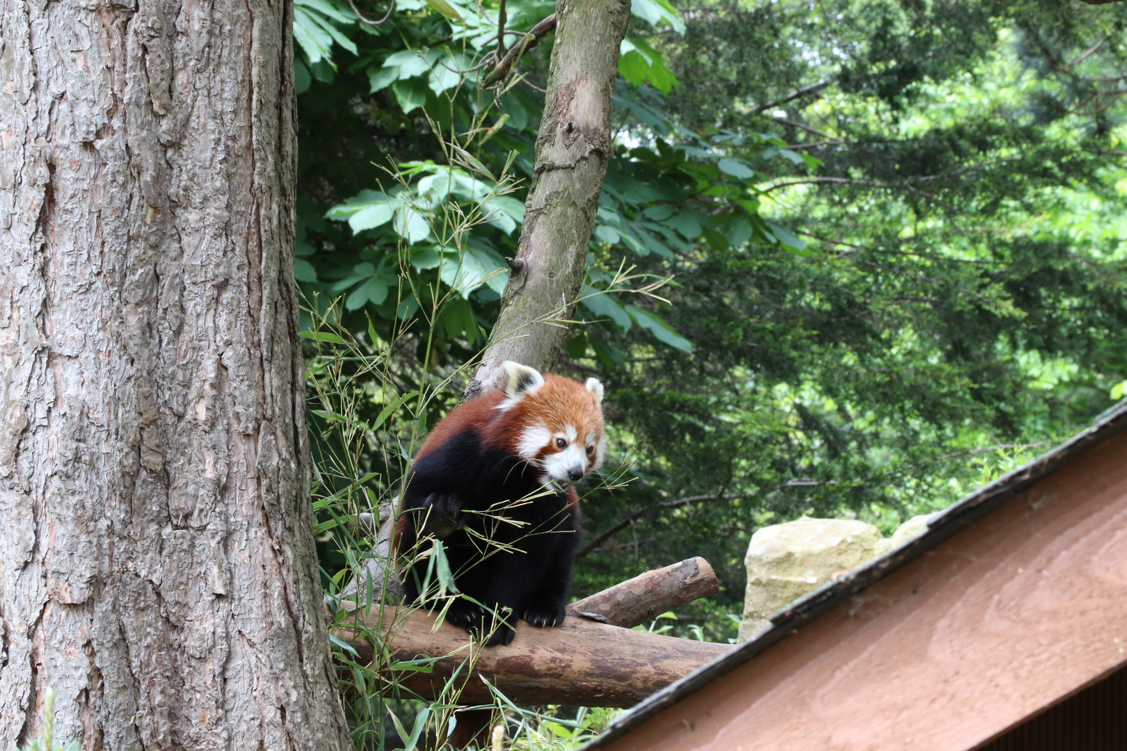 Edinburgh-Zoo Der Rote Panda