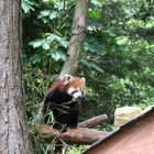 Edinburgh-Zoo Der Rote Panda