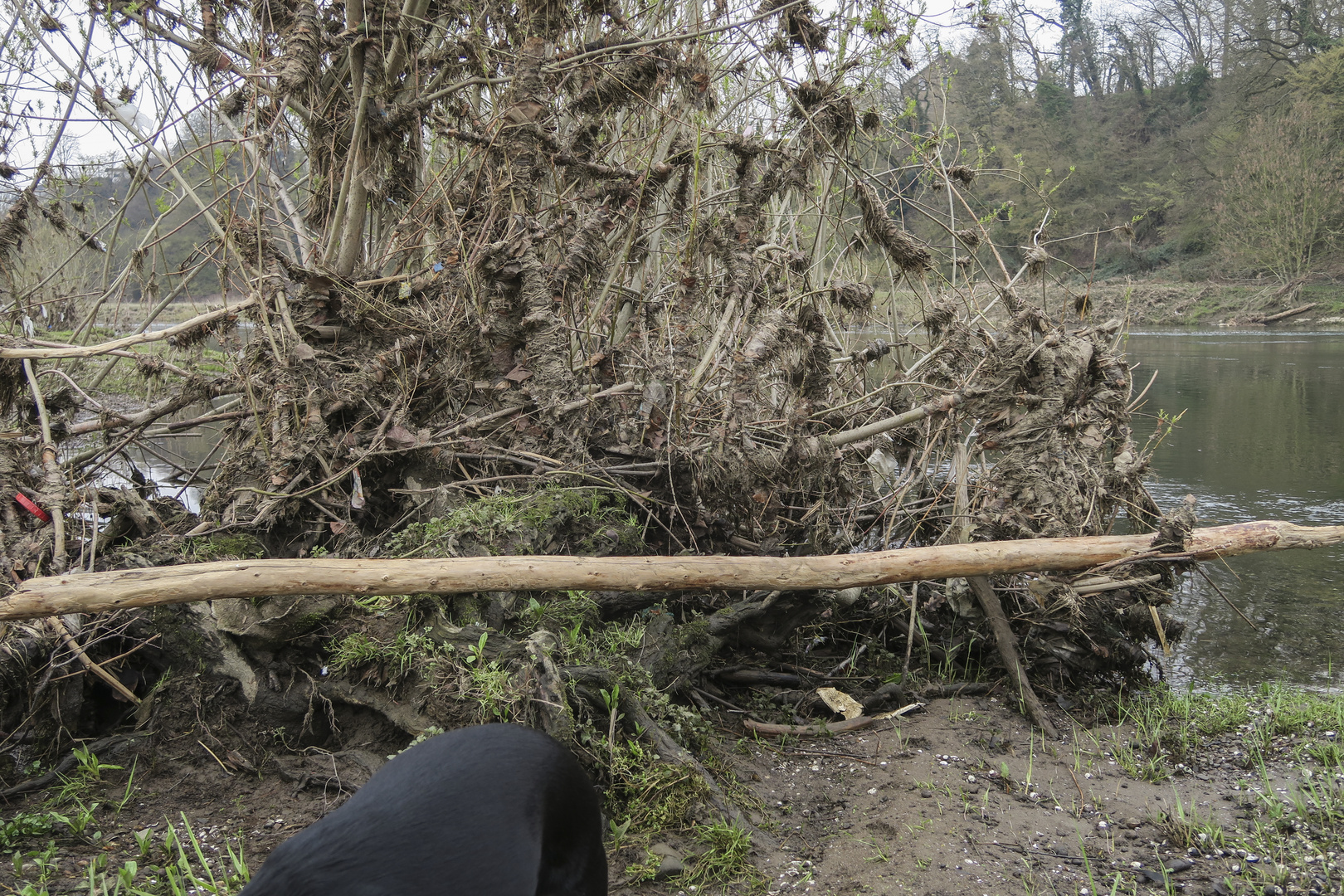 Edit, sorry: Limbohund verlässt nach Show am Fluss das Bild.