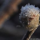 Edited Frostige Frisur (Portrait eines Weidenkätzchens)