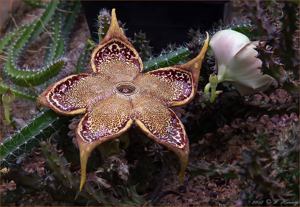 Edithcolea Grandis