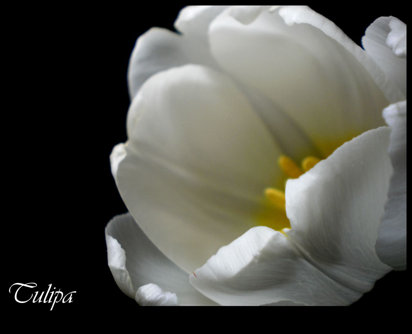 edle Frühlingsblüher (Tulipa - weiß)