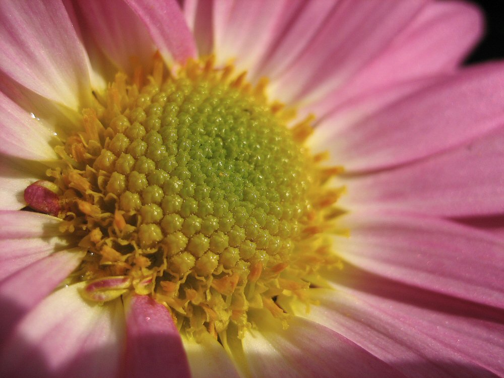 Edle Herbstblüte