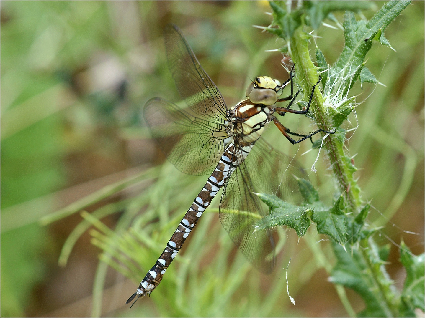 Edle Libelle