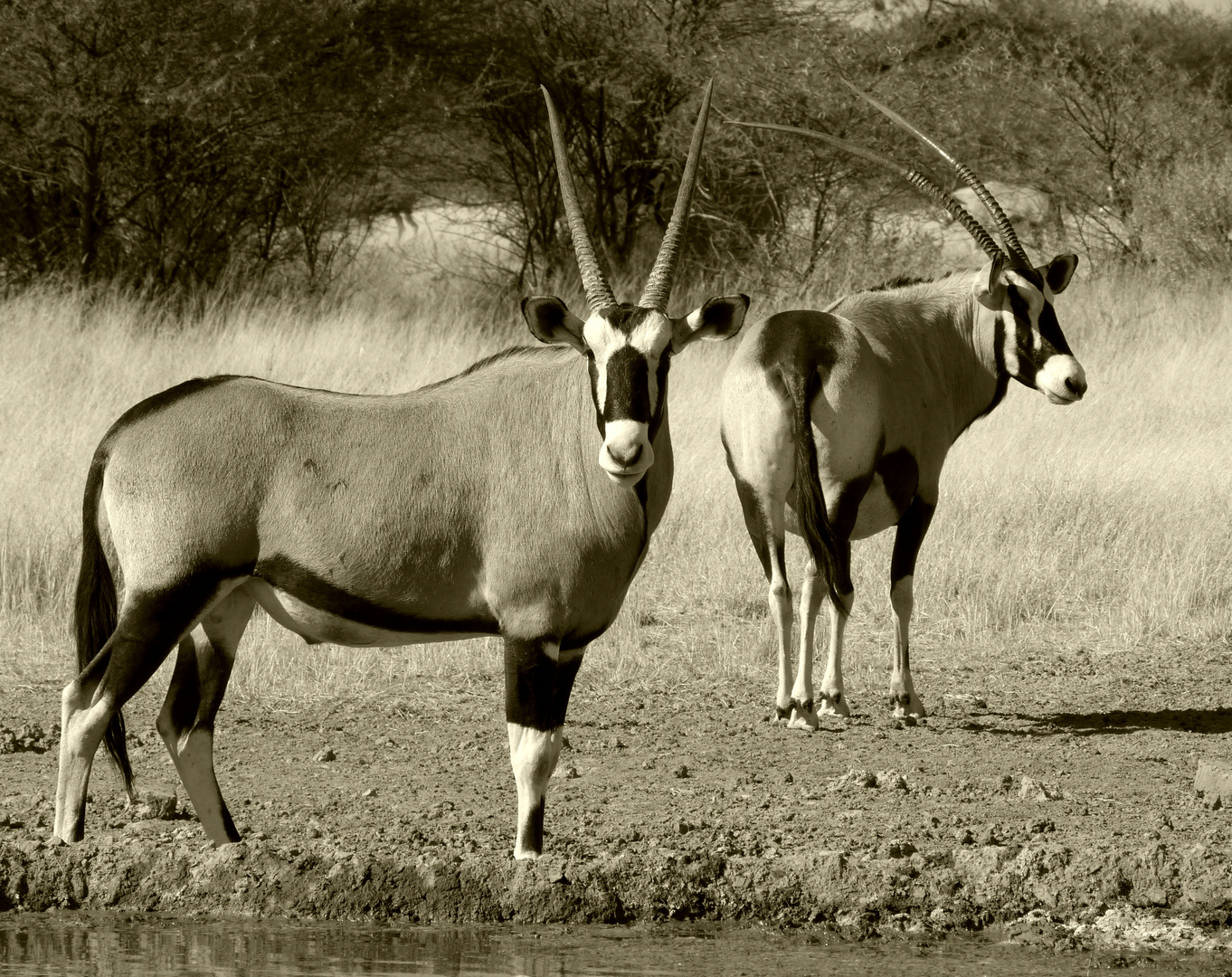 edle Oryx-antilopen in der Kalahari