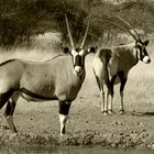 edle Oryx-antilopen in der Kalahari