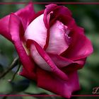 edle rose