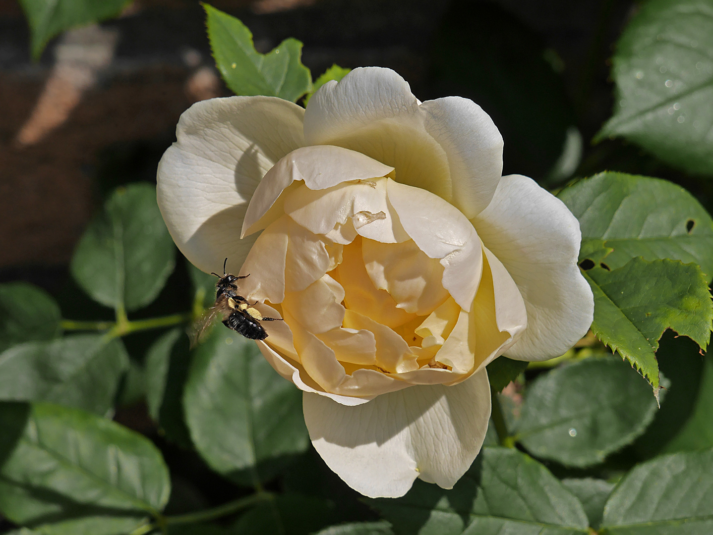 Edle Rose mit pollenbeladener Besucherin