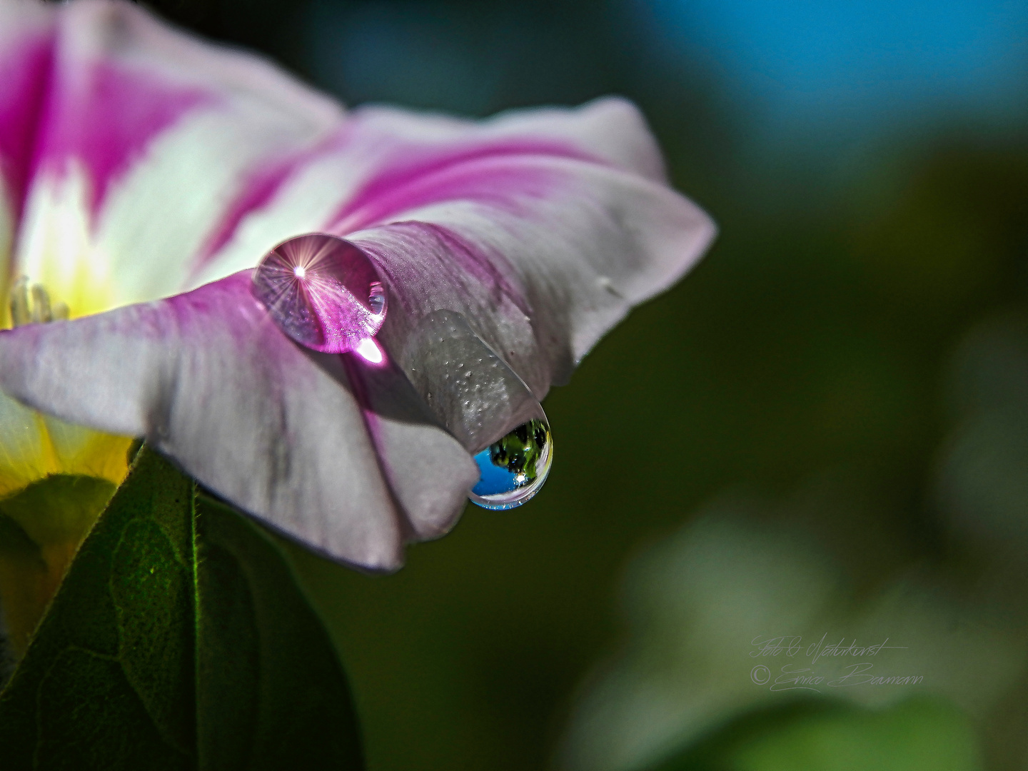 Edle Wasserperlen an der Blüte