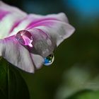 Edle Wasserperlen an der Blüte