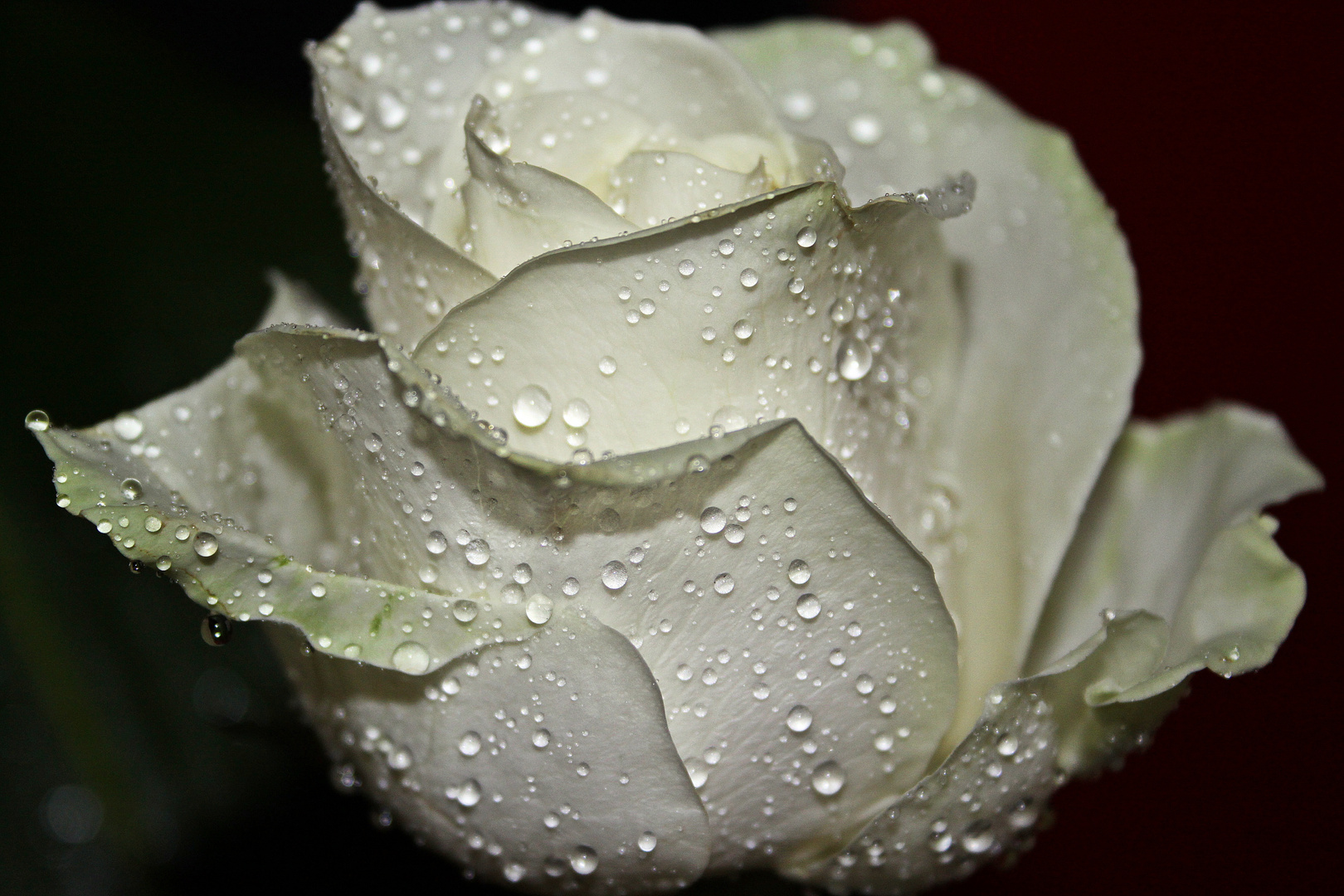 Edle weiße Rose mit Wassertropfen