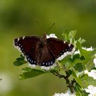 Edler Besuch auf dem Weißdorn... Trauermantel (Nymphalis antiopa