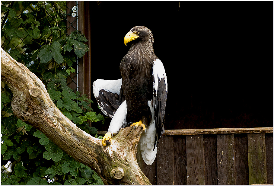 edler Riesenseeadler