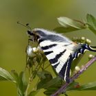 Edler Ritter - Segelfalter (Iphiclides podalirius)  auf dem Weißdorn