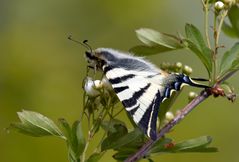 Edler Ritter - Segelfalter (Iphiclides podalirius)  auf dem Weißdorn