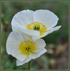 Edler weißer Mohn.....