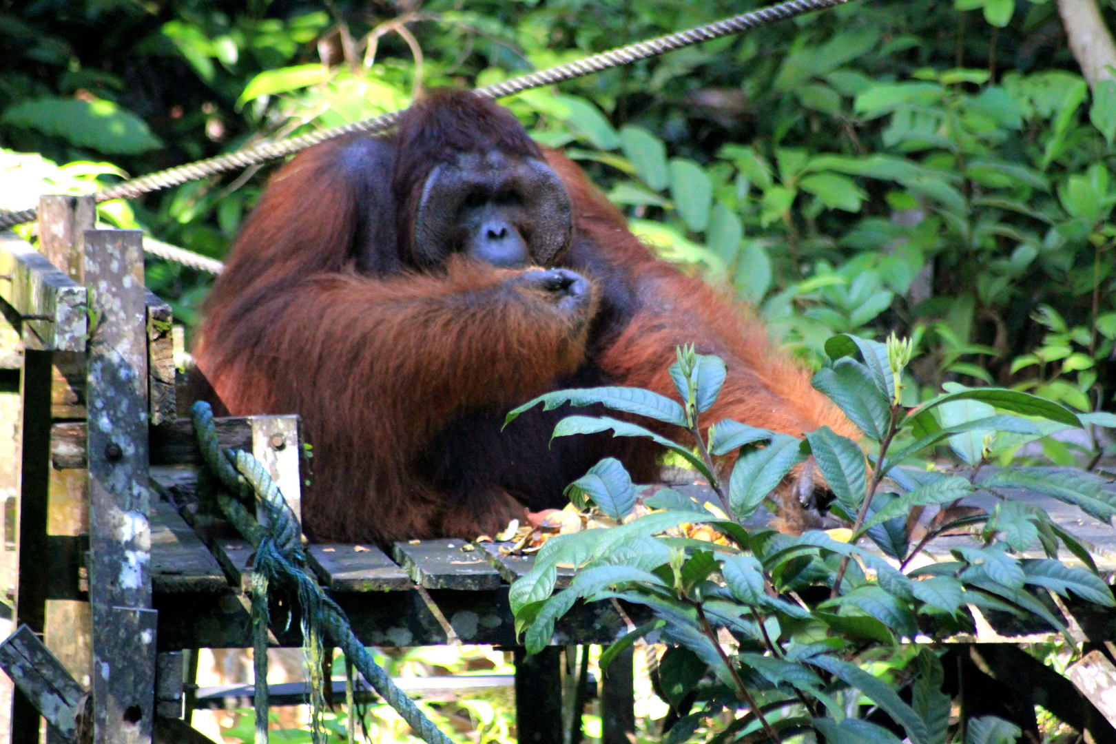 Edwin Reha Kuching Malaysia