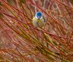 Blue Tit(parus caeruleus) 2024 by 1944Lynky