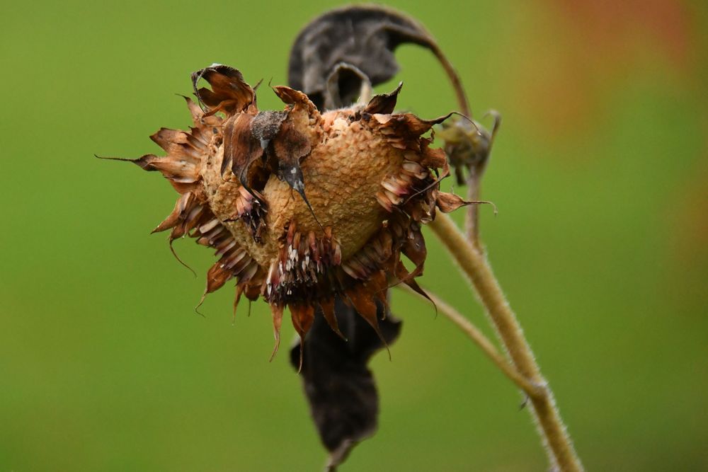 War Mal Sonnenblume von eska6667