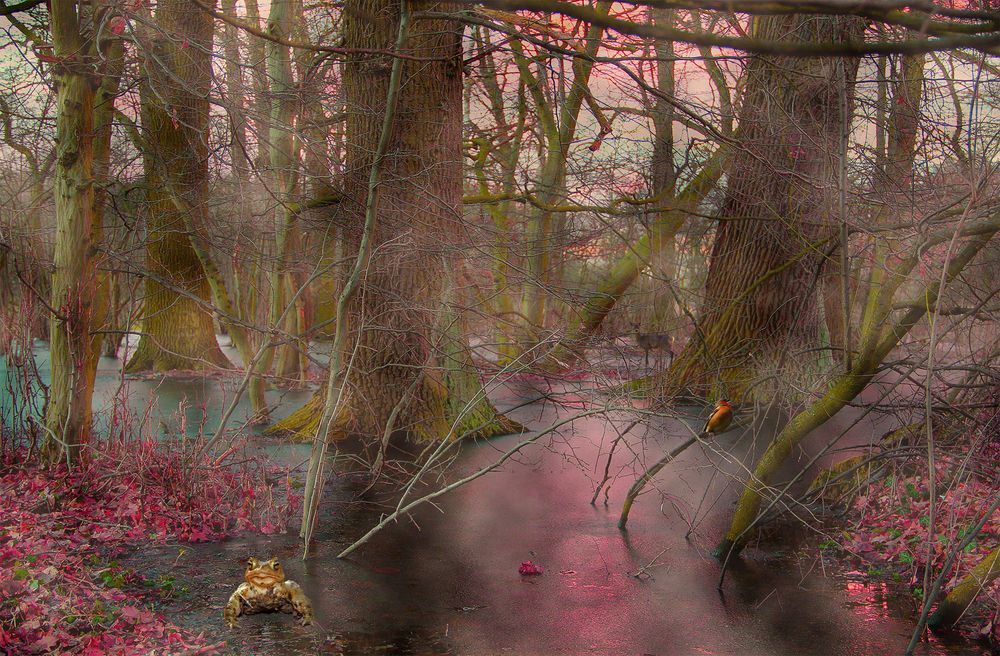 Magic Forest von Lichtung 