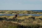 Brunftzeit an der Ostsee von HD Hahne 