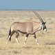 Oryxantilope