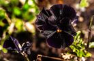 Purple Pansy 2024 2 by Harold Thompson