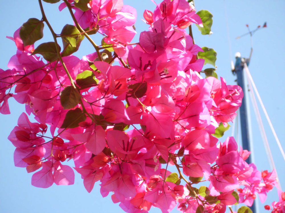 Farbenfrohe Blüten von 321susi 