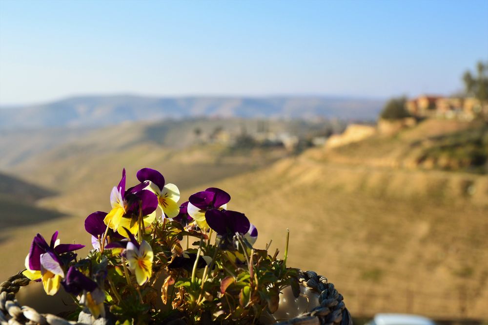 Wüstenblume im Frühling von MTKay