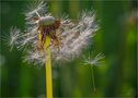 Pusteblume die "tausenste" von Jok5