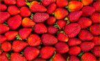 Erdbeeren de Burkhard Bartel